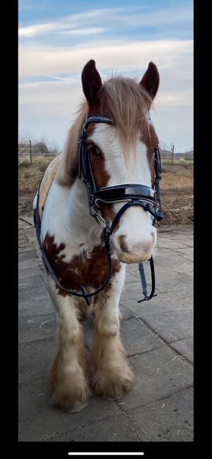 Tinker Wallach / Freitzeitpony /Therapiepony, Alina , Horses For Sale, Koblenz, Image 10