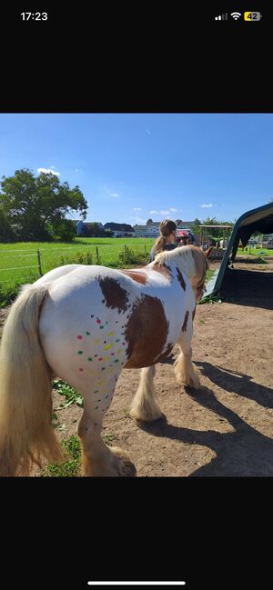 Tinker Wallach / Freitzeitpony /Therapiepony, Alina , Horses For Sale, Koblenz, Image 2