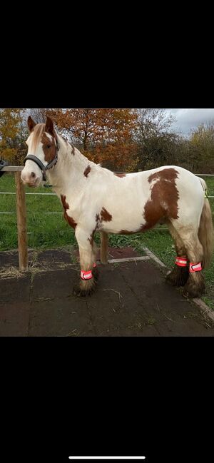 Tinker Wallach / Freitzeitpony /Therapiepony, Alina , Horses For Sale, Koblenz, Image 16