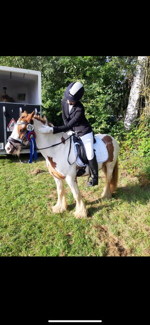Tinker Wallach / Freitzeitpony /Therapiepony, Alina , Horses For Sale, Koblenz, Image 5