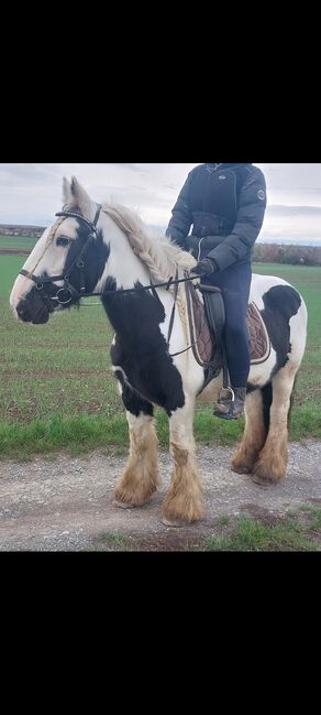 Tinkerstute, Privat , Pferd kaufen, Schweinfurt, Abbildung 3