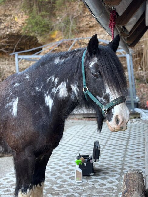 Tinkerstute, Diana, Pferd kaufen, Gams bei Hieflau
