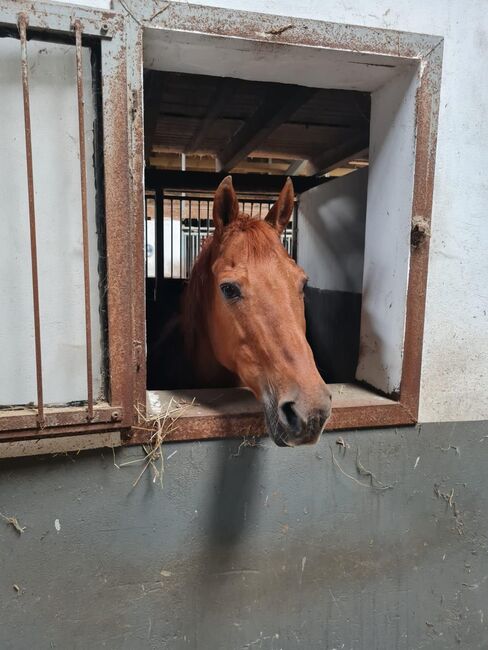Tinos Fawny - Sanfte Seele sucht liebevolles Für-immer-Zuhause, Kerstin Rehbehn (Pferdemarketing Ost), Horses For Sale, Nienburg, Image 3