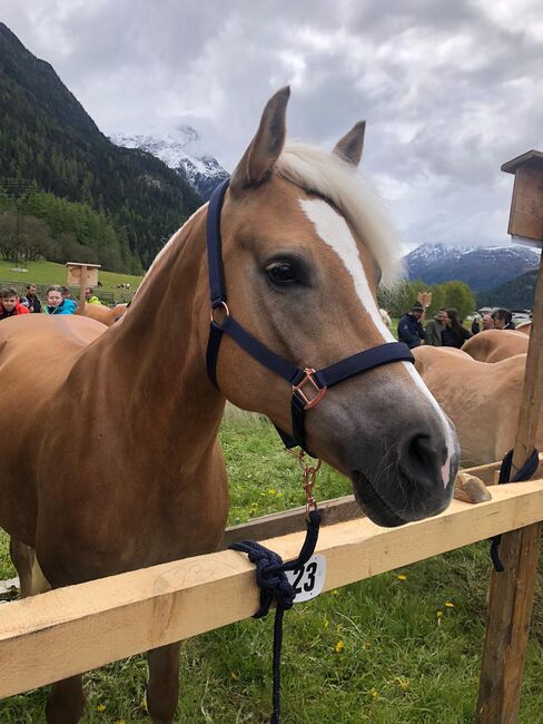 Tiroler Haflinger Elitestute, Verena , Pferd kaufen, Längenfeld