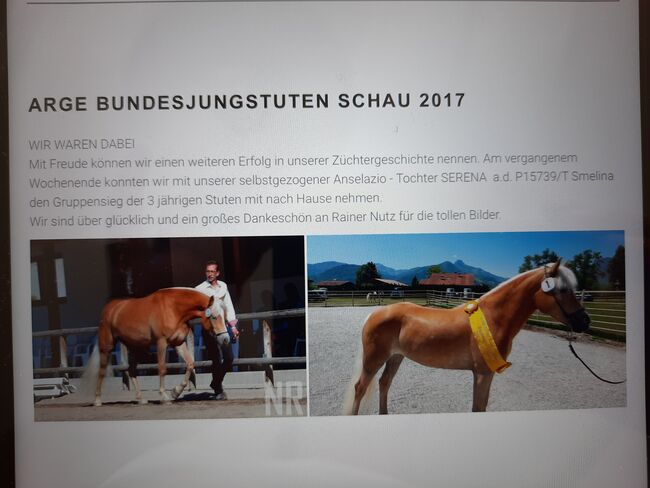 Tiroler Haflinger Elitestute, Verena , Pferd kaufen, Längenfeld, Abbildung 2