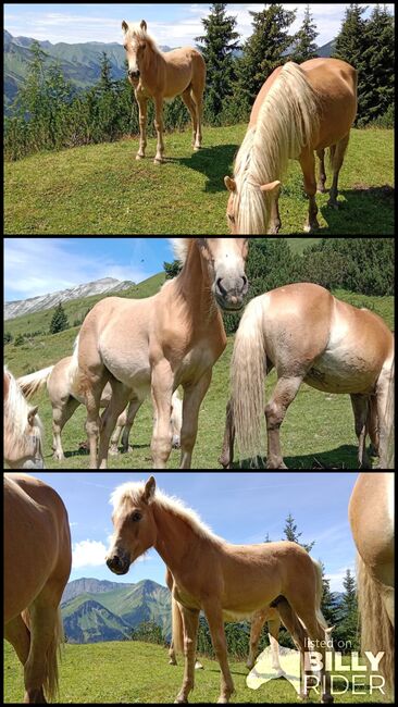 Tiroler Haflinger Hengstfohlen, Sabrina Thurner, Pferd kaufen, Oetz, Abbildung 4