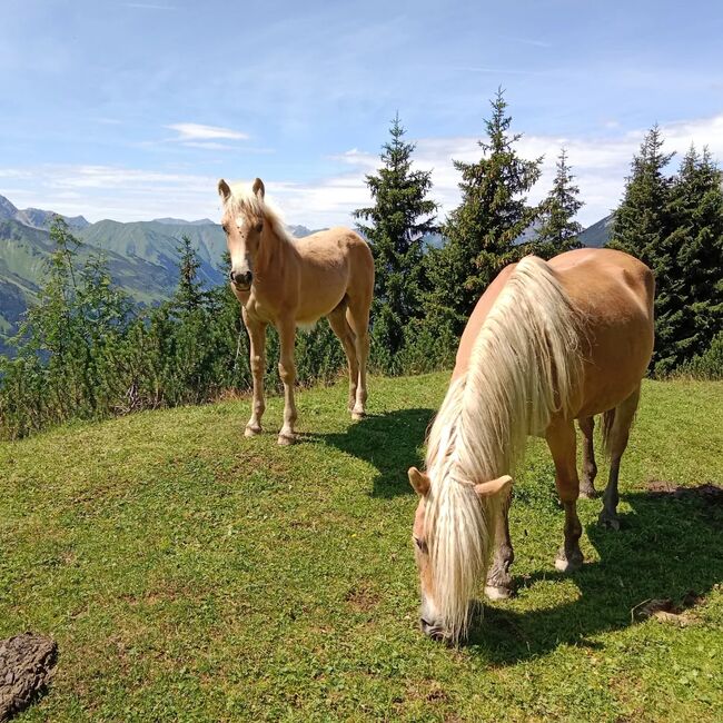 Tiroler Haflinger Hengstfohlen, Sabrina Thurner, Pferd kaufen, Oetz