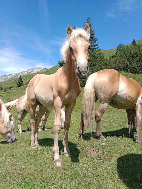 Tiroler Haflinger Hengstfohlen, Sabrina Thurner, Pferd kaufen, Oetz, Abbildung 2