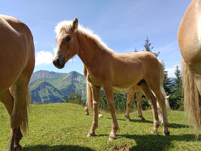 Tiroler Haflinger Hengstfohlen, Sabrina Thurner, Pferd kaufen, Oetz, Abbildung 3