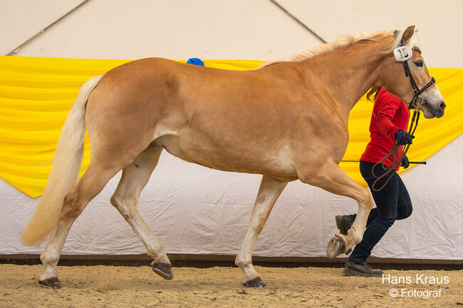 Tiroler Haflinger-Stute der Extraklasse (tragend), Larissa Lea, Pferd kaufen, St. Pölten, Abbildung 21