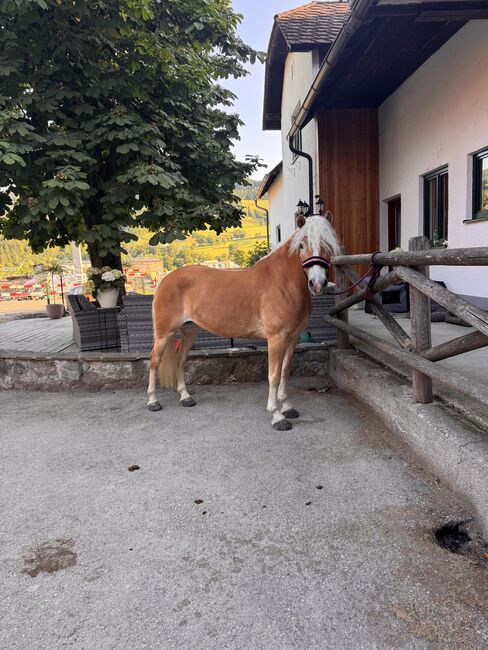 Tiroler Haflinger-Stute der Extraklasse (tragend), Larissa Lea, Pferd kaufen, St. Pölten, Abbildung 8