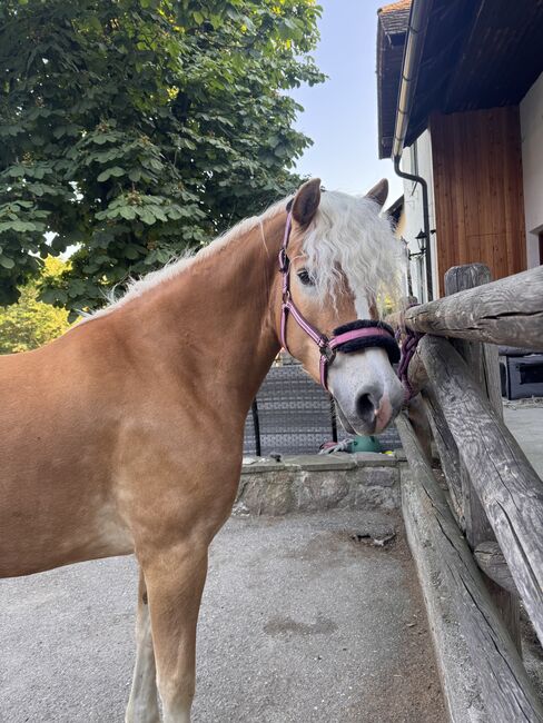 Tiroler Haflinger-Stute der Extraklasse (tragend), Larissa Lea, Pferd kaufen, St. Pölten