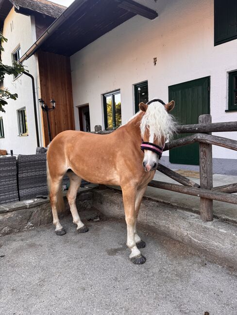 Tiroler Haflinger-Stute der Extraklasse (tragend), Larissa Lea, Pferd kaufen, St. Pölten, Abbildung 5
