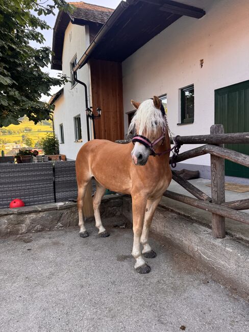Tiroler Haflinger-Stute der Extraklasse (tragend), Larissa Lea, Pferd kaufen, St. Pölten, Abbildung 7
