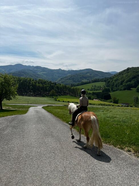 Tiroler Haflinger-Stute der Extraklasse (tragend), Larissa Lea, Pferd kaufen, St. Pölten, Abbildung 23