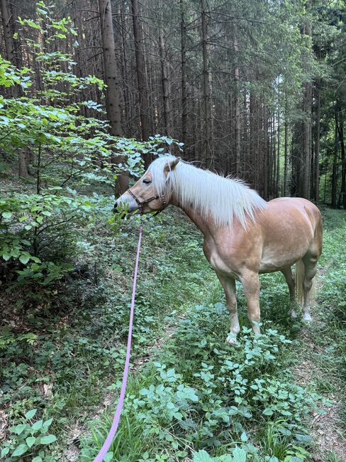 Tiroler Haflinger-Stute der Extraklasse (tragend), Larissa Lea, Pferd kaufen, St. Pölten, Abbildung 22