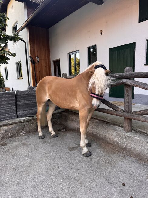 Tiroler Haflinger-Stute der Extraklasse (tragend), Larissa Lea, Pferd kaufen, St. Pölten, Abbildung 6