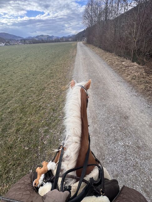 Tiroler Haflinger-Stute der Extraklasse (tragend), Larissa Lea, Pferd kaufen, St. Pölten, Abbildung 11