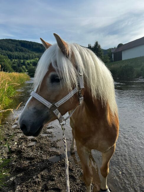 Tiroler Haflinger-Stute der Extraklasse (tragend), Larissa Lea, Pferd kaufen, St. Pölten, Abbildung 18