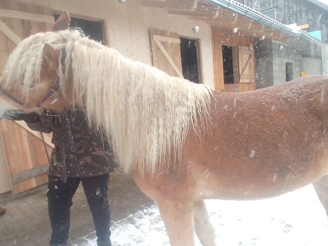 Tiroler Haflinger Stute und Wallach, Xxx, Pferd kaufen, Petersbaumgarten, Abbildung 2
