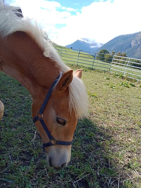 Tiroler Haflinger Stutfohlen, Sabrina Thurner, Pferd kaufen, Imsterberg , Abbildung 3