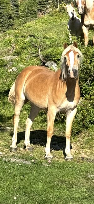 Tiroler Haflinger Zuchtstute, Ricci, Pferd kaufen, Vent, Abbildung 2