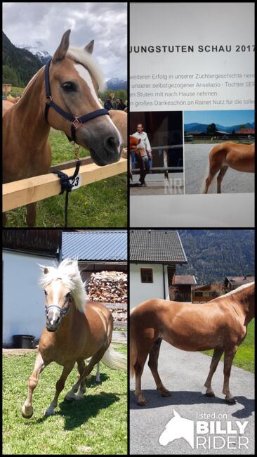 Tiroler Haflinger Elitestute, Verena , Horses For Sale, Längenfeld, Image 5