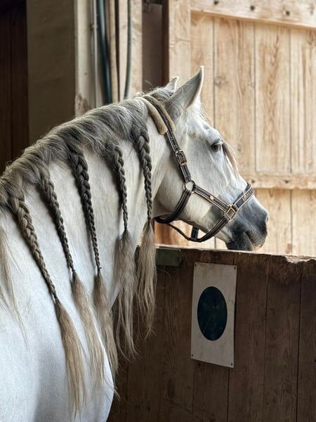 TIZON - der Herzensbrecher, Katharina Schori, Horses For Sale, Langenthal 