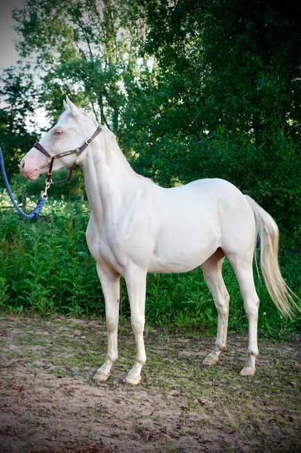 TJ Twisten Sassy - Quarter Horse Jungstute (2022), cremello, angeritten, Kerstin Rehbehn (Pferdemarketing Ost), Horses For Sale, Nienburg, Image 9