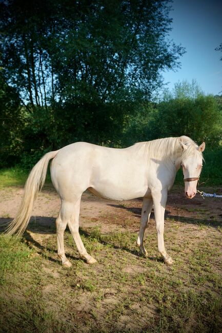 TJ Twisten Sassy - Quarter Horse Jungstute (2022), cremello, angeritten, Kerstin Rehbehn (Pferdemarketing Ost), Pferd kaufen, Nienburg, Abbildung 6