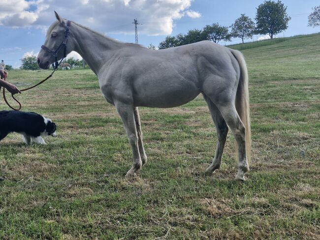 TJ Twisten Sassy - Quarter Horse Jungstute (2022), cremello, angeritten, Kerstin Rehbehn (Pferdemarketing Ost), Pferd kaufen, Nienburg, Abbildung 5