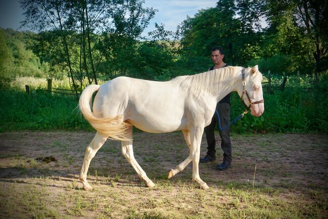 TJ Twisten Sassy - Quarter Horse Jungstute (2022), cremello, angeritten, Kerstin Rehbehn (Pferdemarketing Ost), Pferd kaufen, Nienburg, Abbildung 8