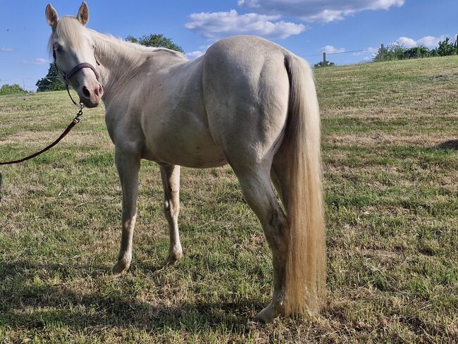 TJ Twisten Sassy - Quarter Horse Jungstute (2022), cremello, angeritten, Kerstin Rehbehn (Pferdemarketing Ost), Pferd kaufen, Nienburg, Abbildung 4