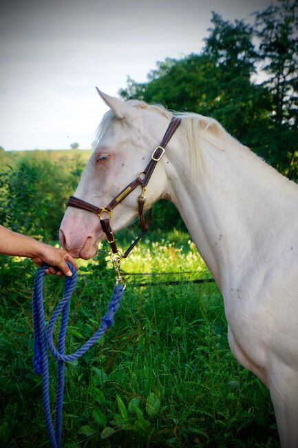 TJ Twisten Sassy - Quarter Horse Jungstute (2022), cremello, angeritten, Kerstin Rehbehn (Pferdemarketing Ost), Horses For Sale, Nienburg, Image 10