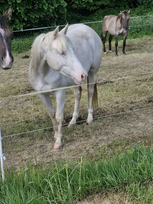TJ Twisten Sassy - Quarter Horse Jungstute (2022), cremello, angeritten, Kerstin Rehbehn (Pferdemarketing Ost), Horses For Sale, Nienburg, Image 3
