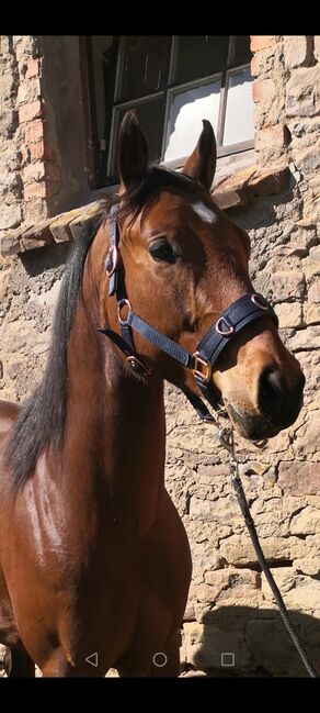 Schweren Herzens abzugeben, Günther , Horses For Sale, Kannawurf, Image 4