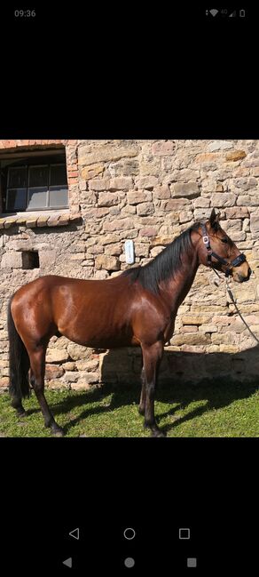 Schweren Herzens abzugeben, Günther , Horses For Sale, Kannawurf, Image 3