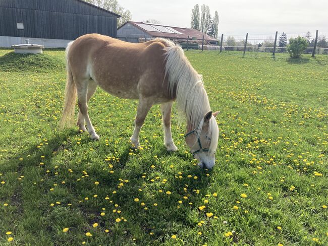 Notvergabe, Brunner, Horses For Sale, Wullersdorf , Image 3