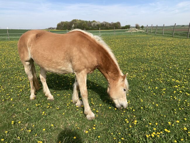 Notvergabe, Brunner, Horses For Sale, Wullersdorf , Image 4