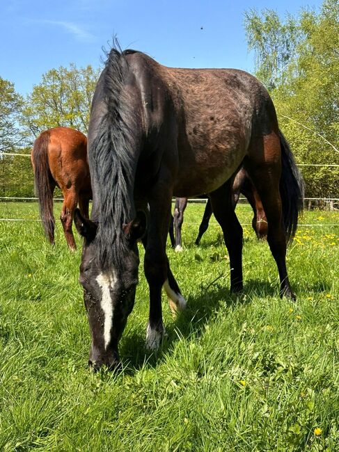 Zukünftige Allrounderstute, Katharina Lehmann (Pferdevermittlung Leus), Horses For Sale, Dassel