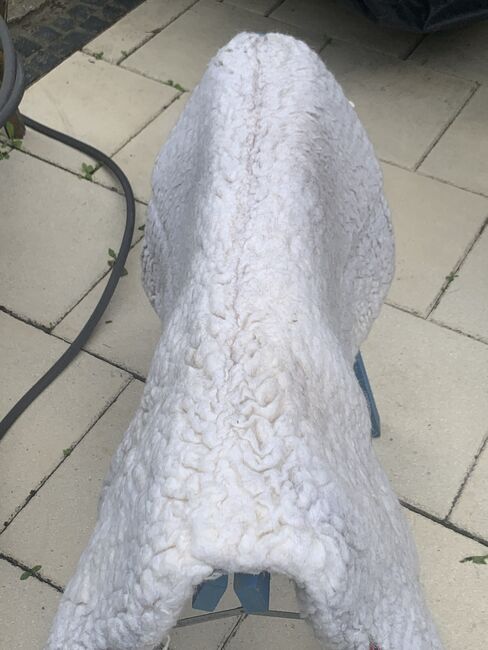 Toklat T3 ExtremPro Matrix Wool Westernpad, Toklat Matrix T3 extreme pro, Bernadette Bauer, Saddle Accessories, Rodgau, Image 5