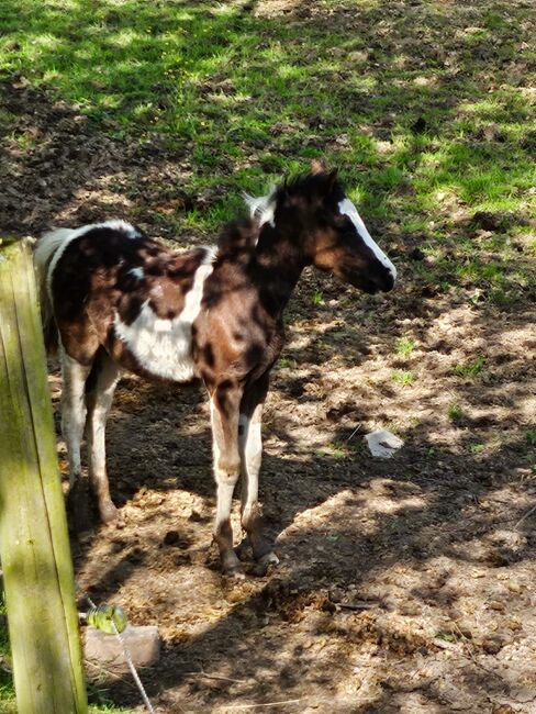 Toll gezeichneter Quarter Horse-Reitpony Nachwuchs, Kerstin Rehbehn (Pferdemarketing Ost), Pferd kaufen, Nienburg, Abbildung 9