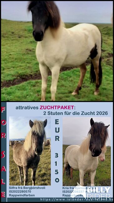 Tolle 4-Gängerin zum Selbstausbilden, Islandpferde-aus-Island, Pferd kaufen, Südisland, Abbildung 3