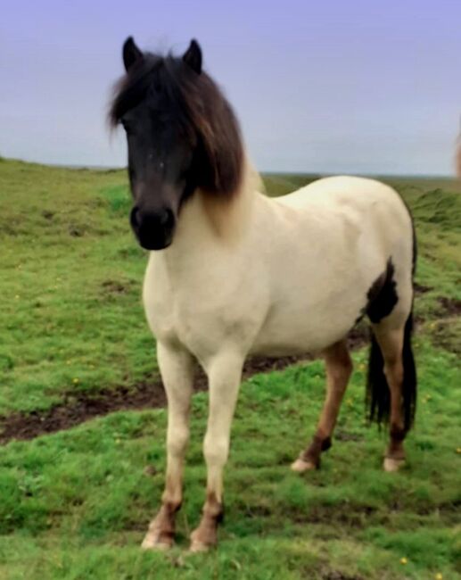 Tolle 4-Gängerin zum Selbstausbilden, Islandpferde-aus-Island, Pferd kaufen, Südisland