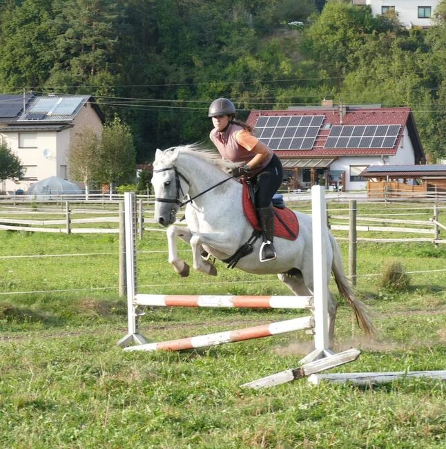 Tolle Connemara Stute sucht neues Zuhause, Christina Knapp , Pferd kaufen, Leoben 