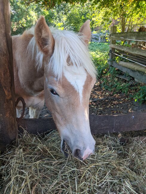 Tolle Haflinger Hengstfohlen, Monaco und Arthos , Pferd kaufen, Meerbeck , Abbildung 4