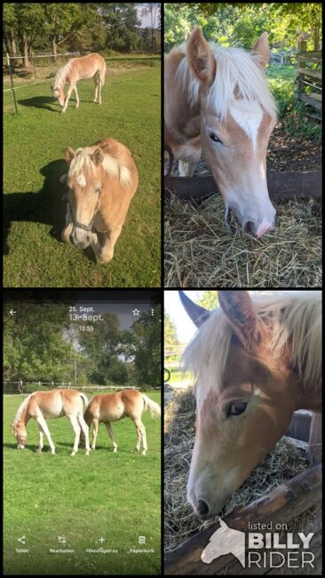 Tolle Haflinger Hengstfohlen, Monaco und Arthos , Pferd kaufen, Meerbeck , Abbildung 8