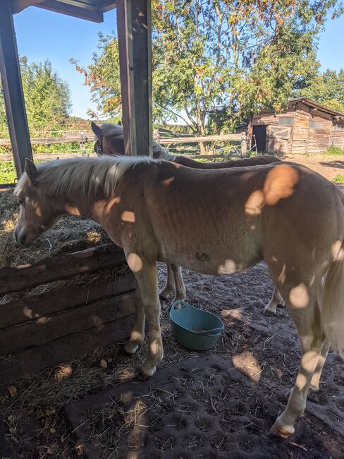 Tolle Haflinger Hengstfohlen, Monaco und Arthos , Pferd kaufen, Meerbeck , Abbildung 6
