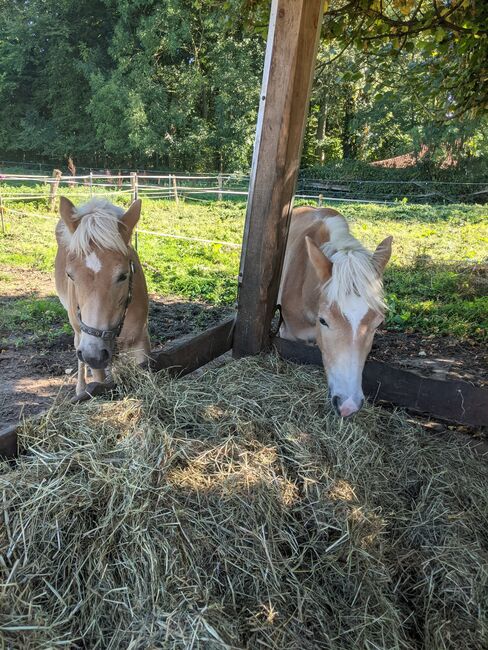 Tolle Haflinger Hengstfohlen suchen ihr Zuhause, Monaco und Arthos , Pferd kaufen, Meerbeck , Abbildung 6