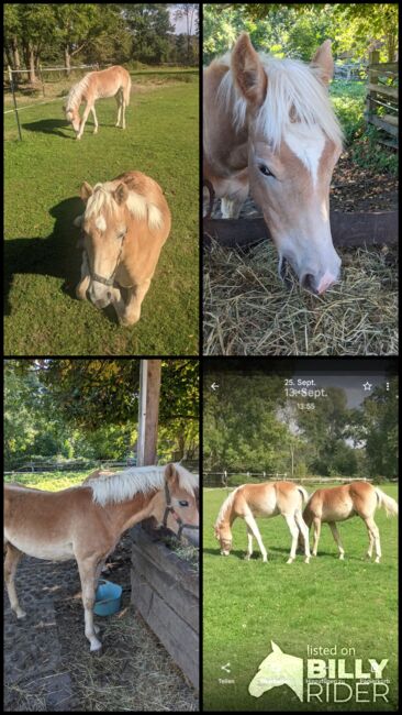 Tolle Haflinger Hengstfohlen suchen ihr Zuhause, Monaco und Arthos , Pferd kaufen, Meerbeck , Abbildung 8